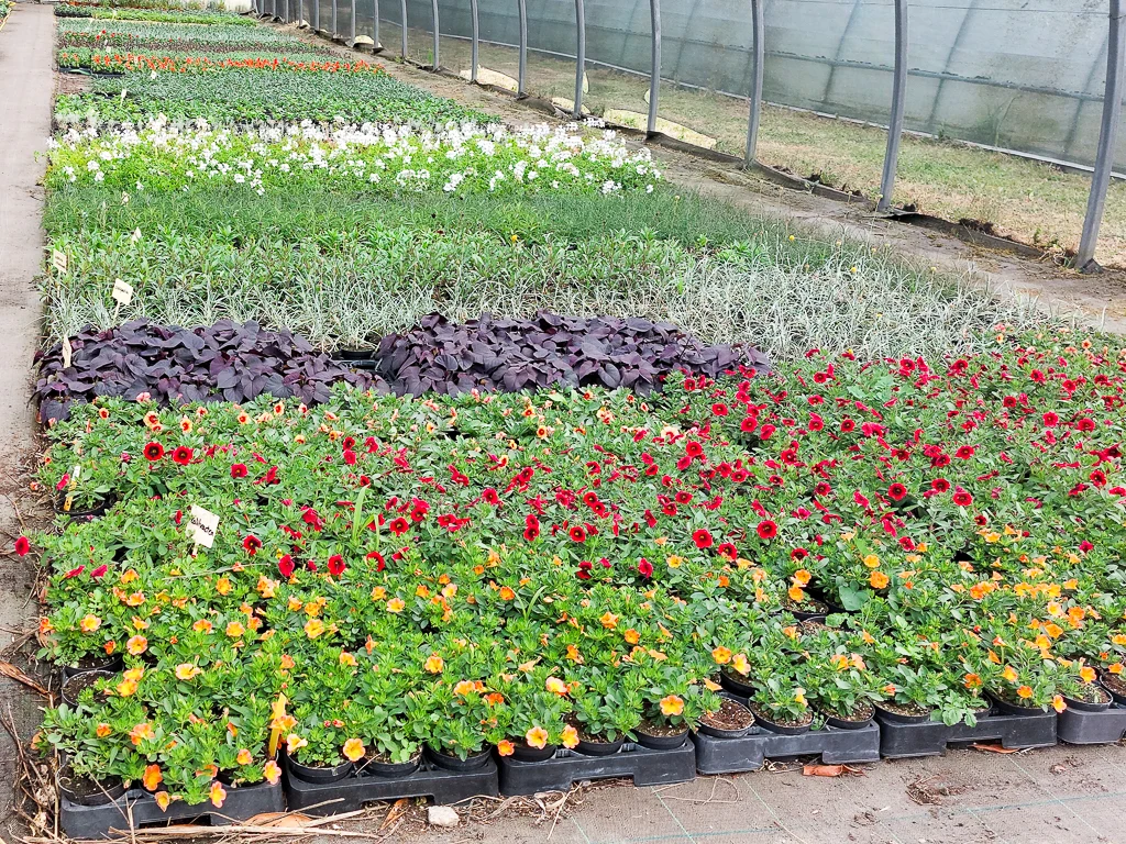 Les parterres de fleurs