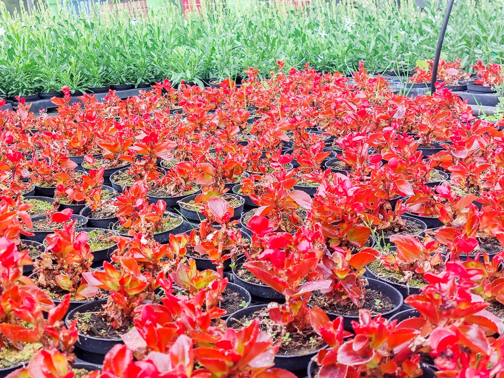 Superbes bégonias rouges
